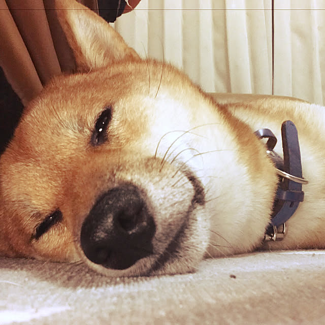 pillowsさんの実例写真