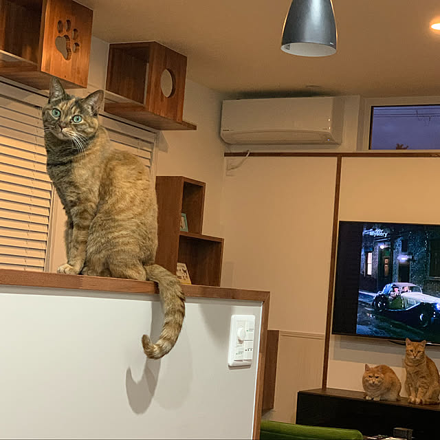 mikeume7さんの実例写真