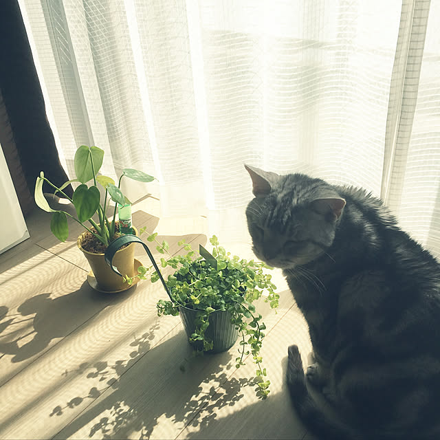 hontakanさんの実例写真