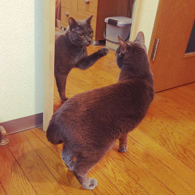 azu2213さんの実例写真
