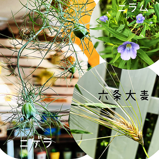 NAOさんの実例写真