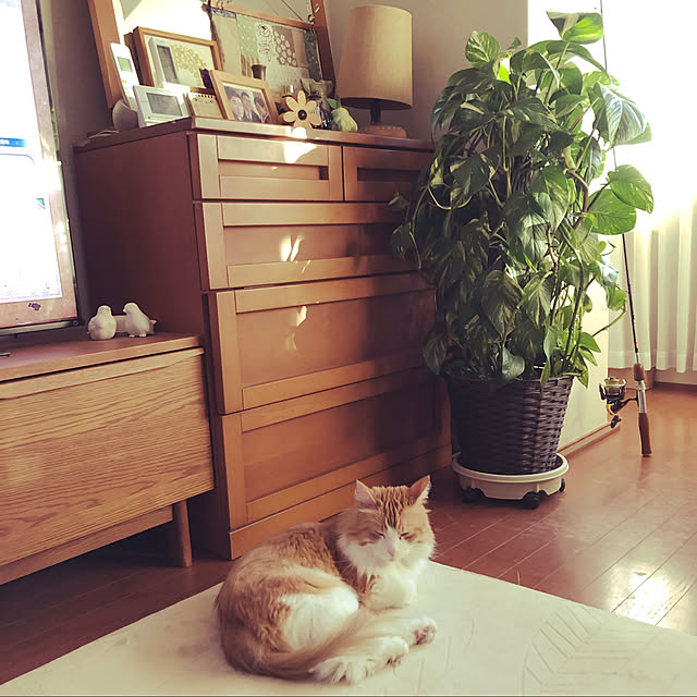 uchidaizuさんの実例写真