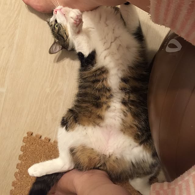 miruさんの実例写真