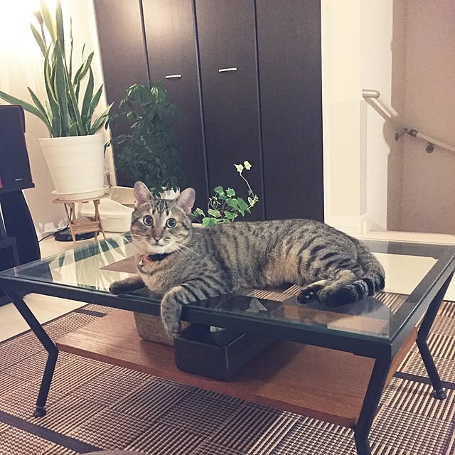kirinさんの実例写真