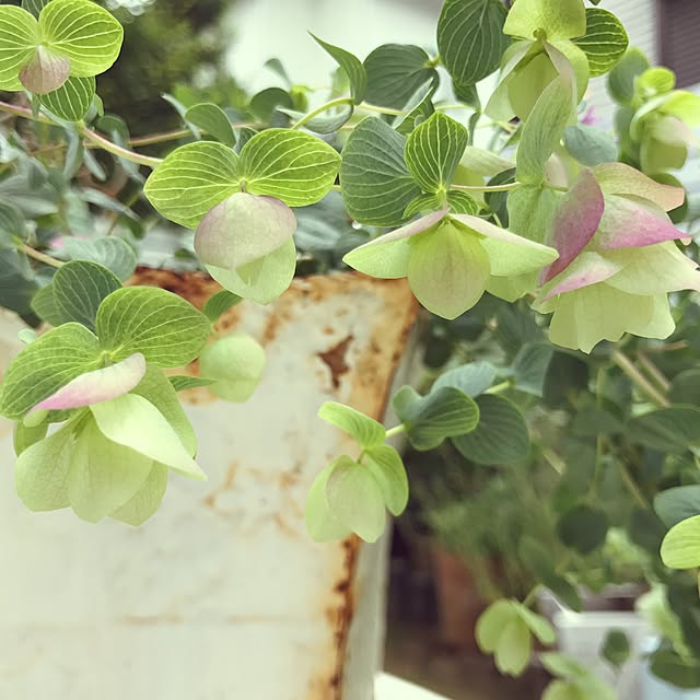 kokko3さんの実例写真