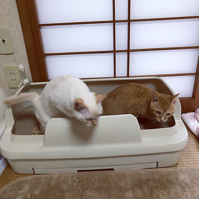 himetanさんの実例写真