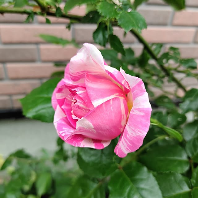 kiraさんの部屋