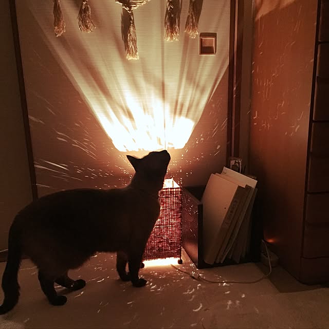 dodoさんの実例写真