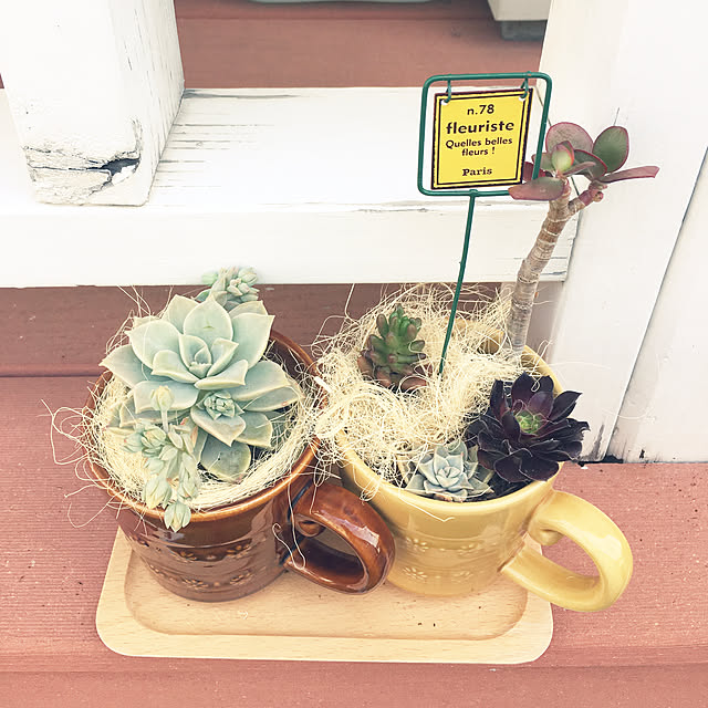 多肉植物 陶器鉢のおすすめ商品とおしゃれな実例 | RoomClip 多肉植物 陶器鉢のおすすめ商品とおしゃれな実例 | RoomClip