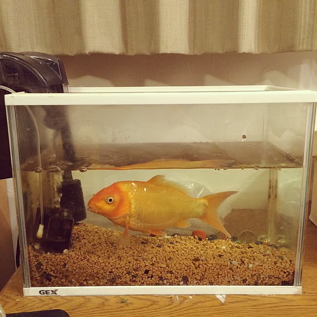galaさんの実例写真