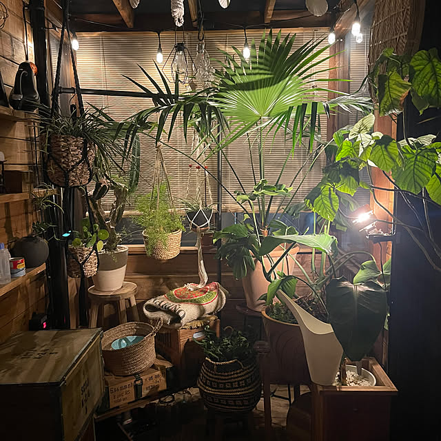壁/天井/観葉植物/観葉植物のある暮らし/一番好きな場所/照明...などのインテリア実例 - 2024-09-17 19:43:13