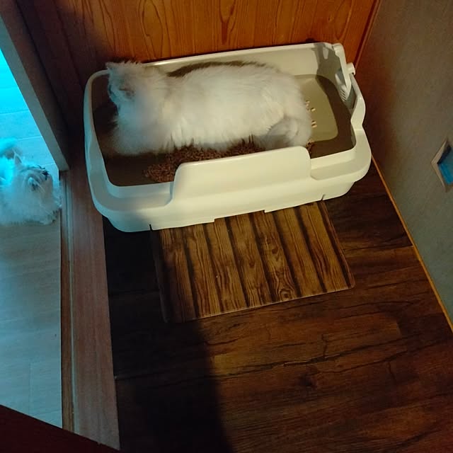 makaronさんの実例写真