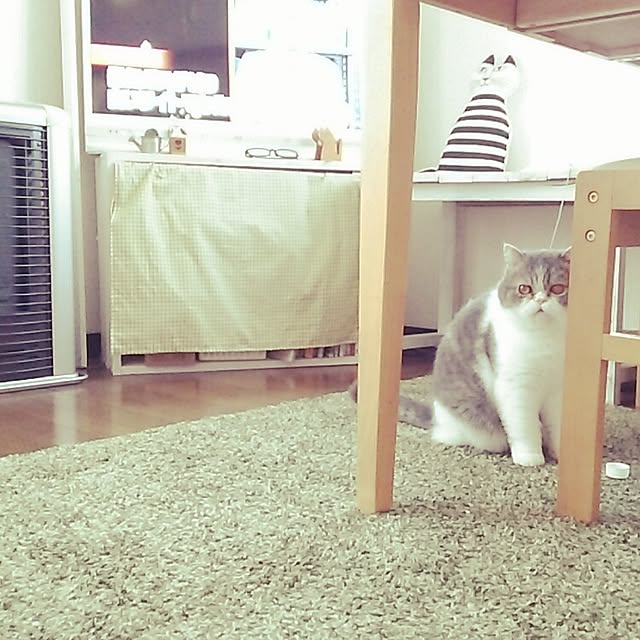 otoさんの実例写真