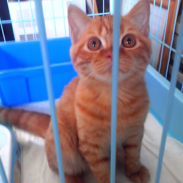 shujiさんの実例写真