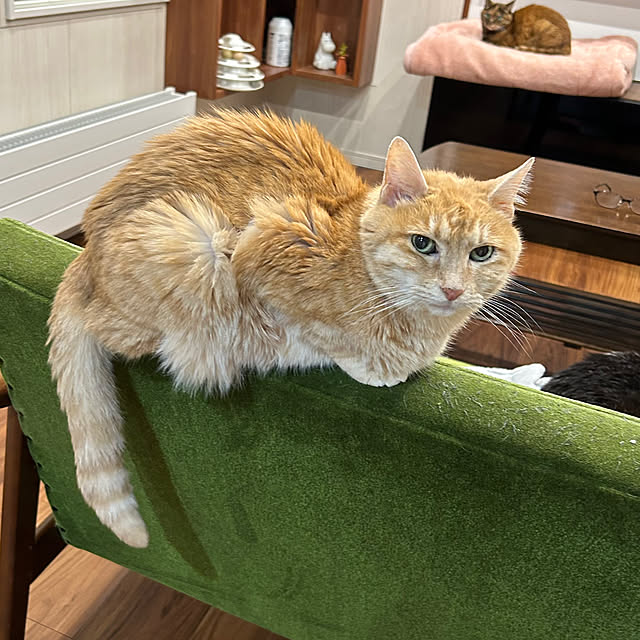 mikeume7さんの部屋