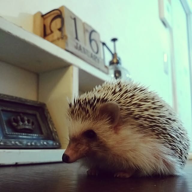 kuruさんの実例写真