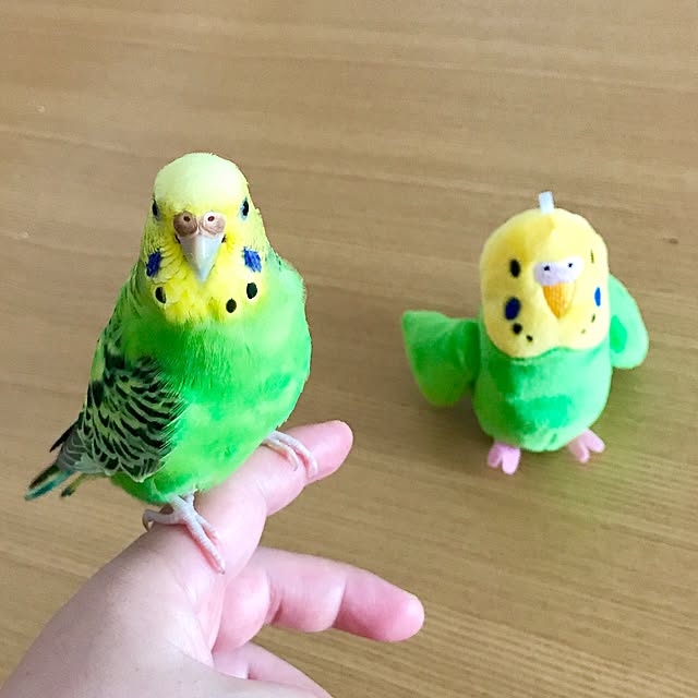 shirokinaさんの実例写真