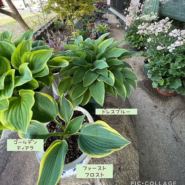 buchiさんの部屋