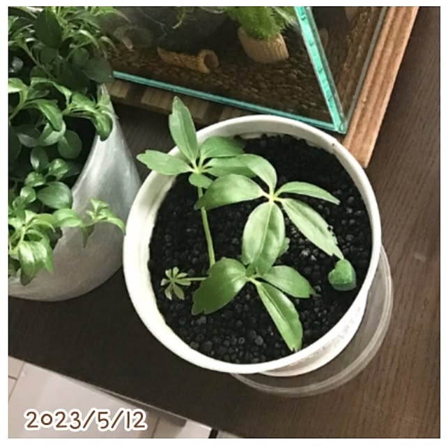 mi-saさんの部屋