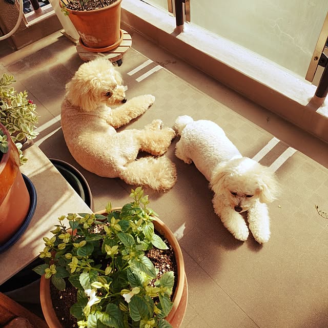 実例写真