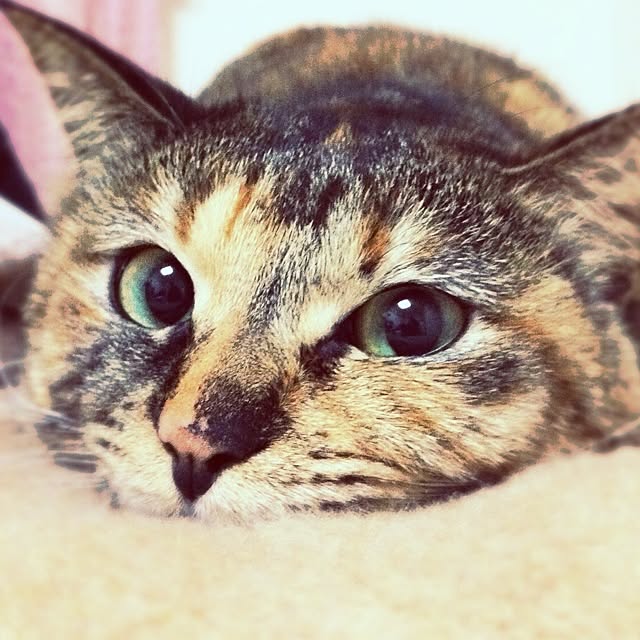 MOCAさんの実例写真