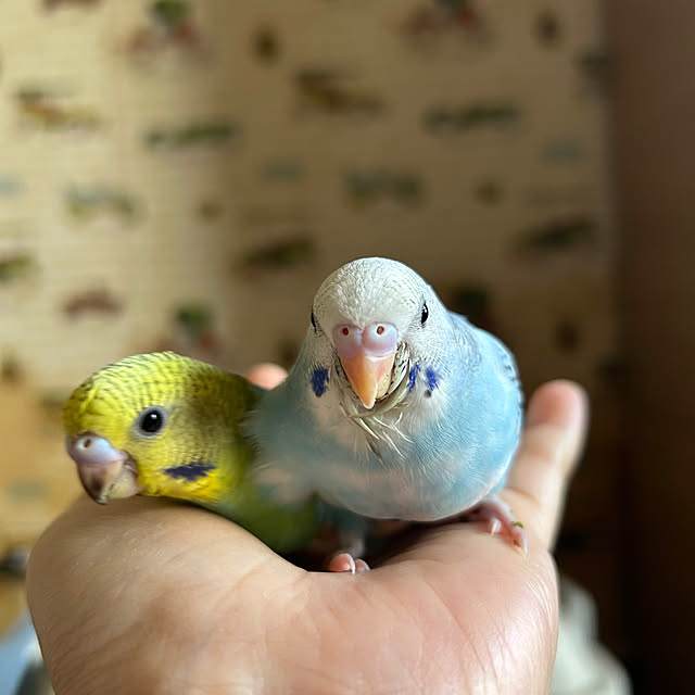 ayumiさんの実例写真