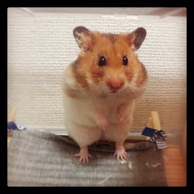 bichunosukeさんの実例写真