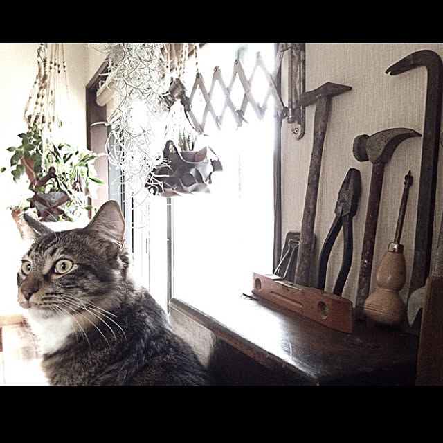 jnkaiさんの実例写真