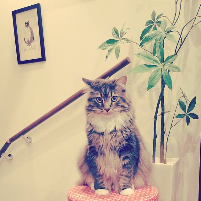 Amyさんの実例写真