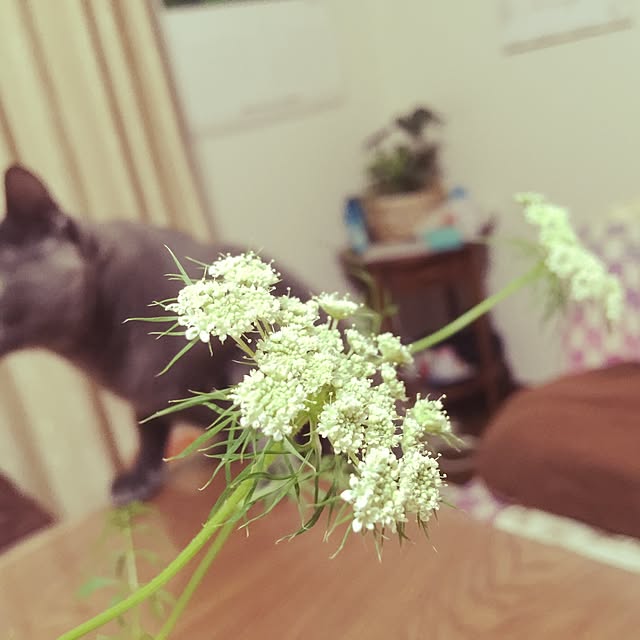 sumikoさんの実例写真