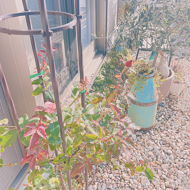 akiko-ovさんの部屋