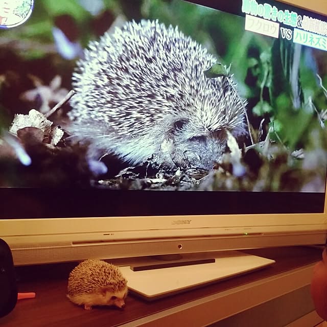 kuruさんの実例写真