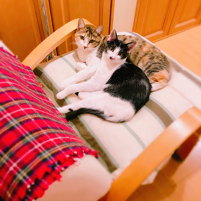 bibiさんの実例写真