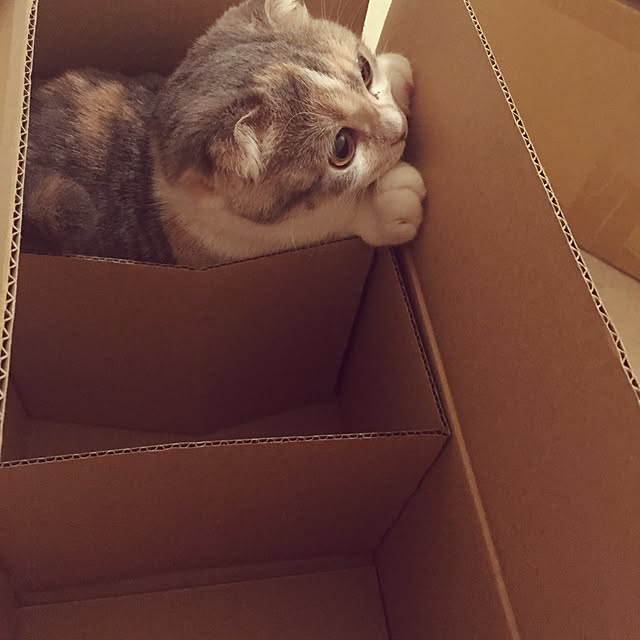 tityさんの実例写真