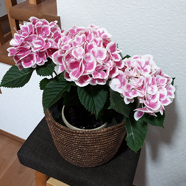 玄関/入り口/花のある暮らし/あじさい/玄関入って正面/いつもいいねありがとうございます♡...などのインテリア実例 - 2018-05-21 17:40:47