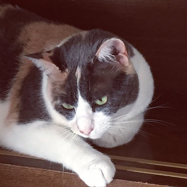 yumasukeさんの実例写真
