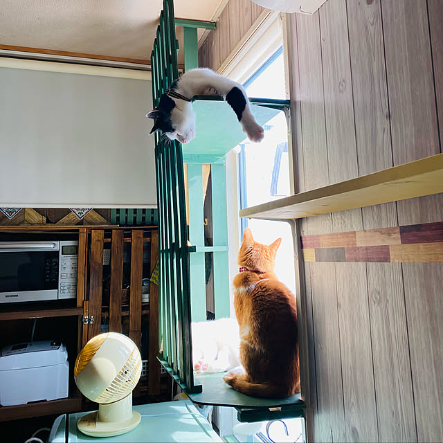 SHIHOさんの実例写真