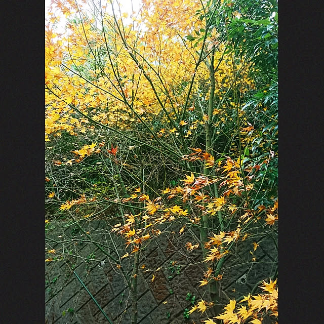 kohmarlさんの実例写真