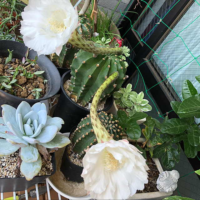玄関/入り口/観葉植物/雑貨/100均/キャンドゥ...などのインテリア実例 - 2018-08-04 12:45:34