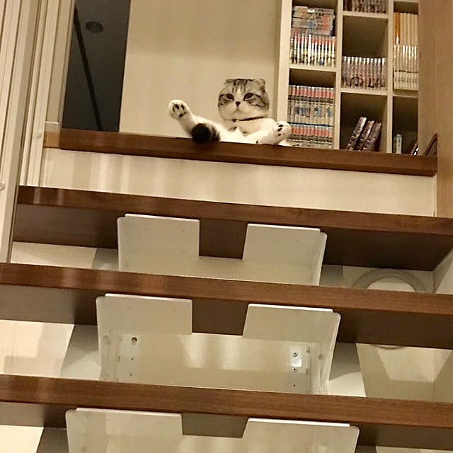 Dahliaさんの実例写真
