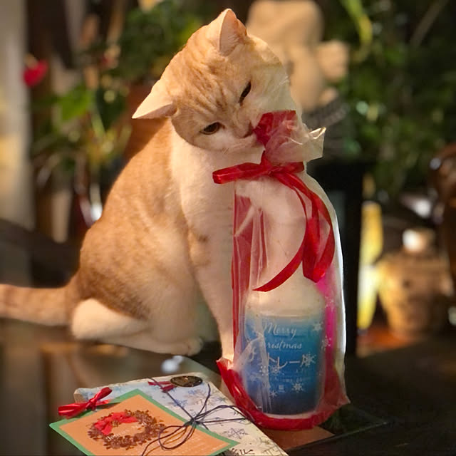 aiaiさんの実例写真