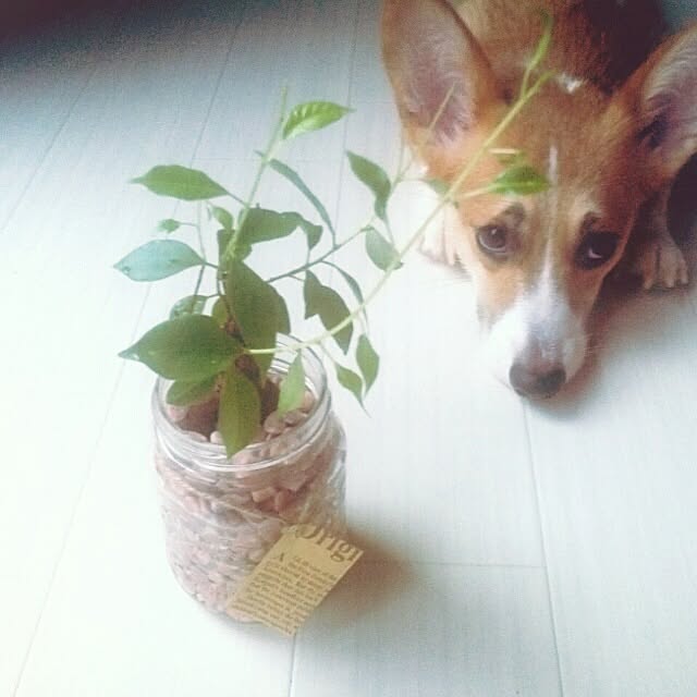 dezさんの実例写真