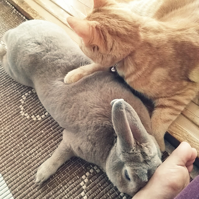 fruityanさんの実例写真