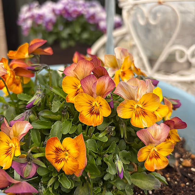 ronronさんの部屋