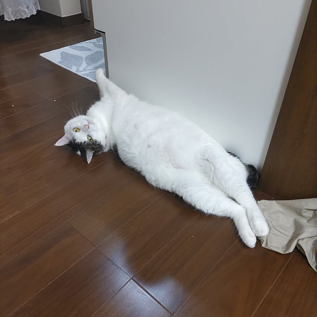 yuuさんの実例写真