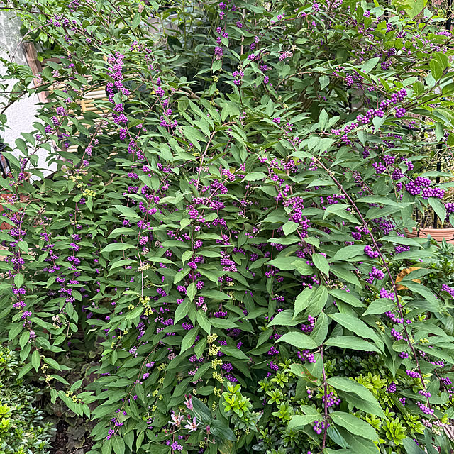 mamizaさんの部屋