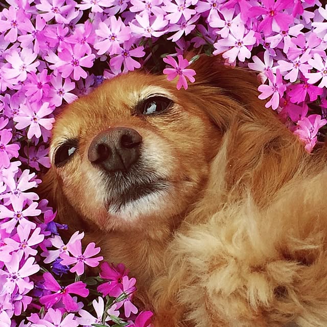 sakuさんの実例写真