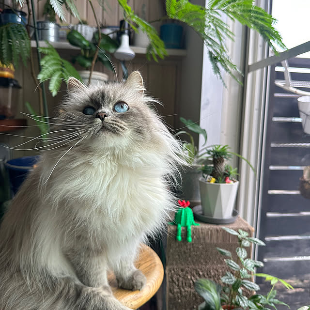 miaruguricoさんの実例写真