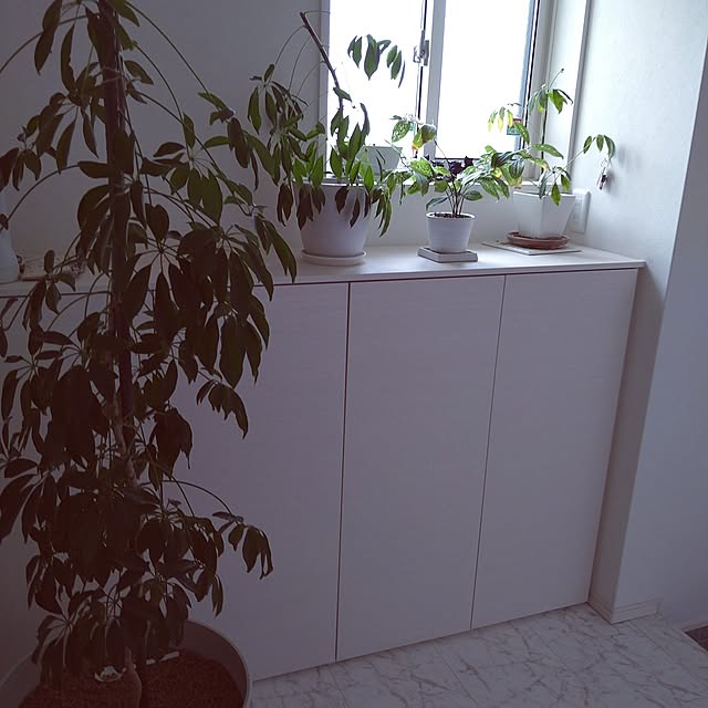 部屋全体/カポック/10年目/グリーンのインテリア実例 - 2023-07-23 13:34:48