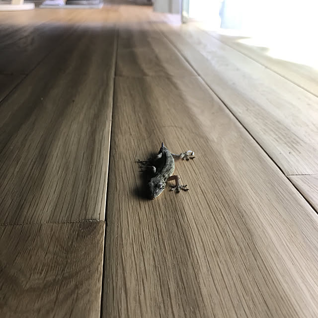 Haruさんの実例写真